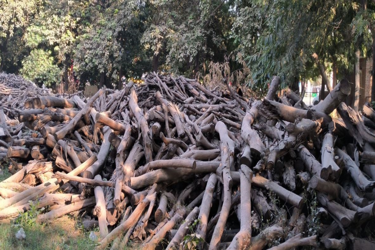 Wood worth 7 lakhs was wasted in Faridabad
