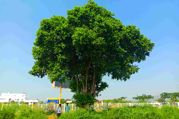 'மதுரையின் அடையாளமான கடம்ப மரங்களைக் காப்போம்'-சமூக ஆர்வலர்கள் வலியுறுத்தல்