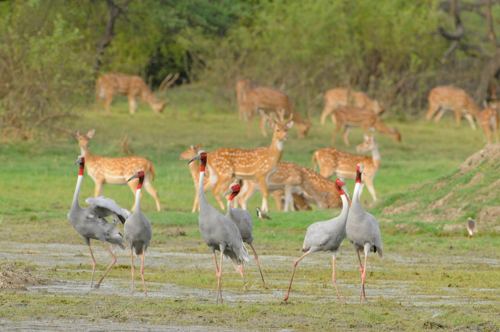 Keoladeo National Park