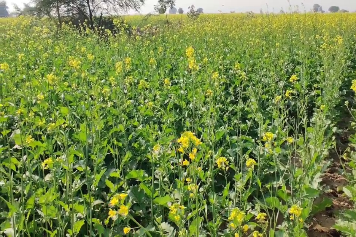 Mustard farming benefits from beekeeping