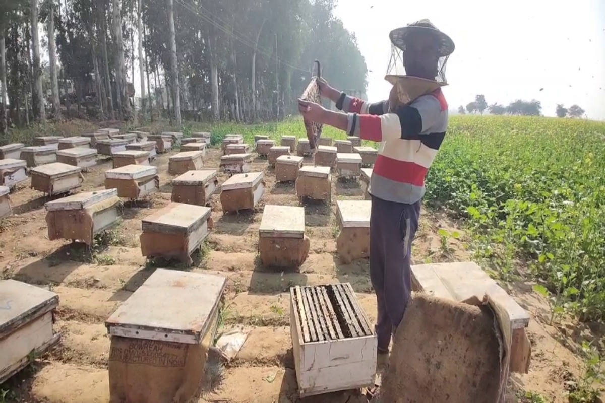 Beekeepers came to Nuh from other states