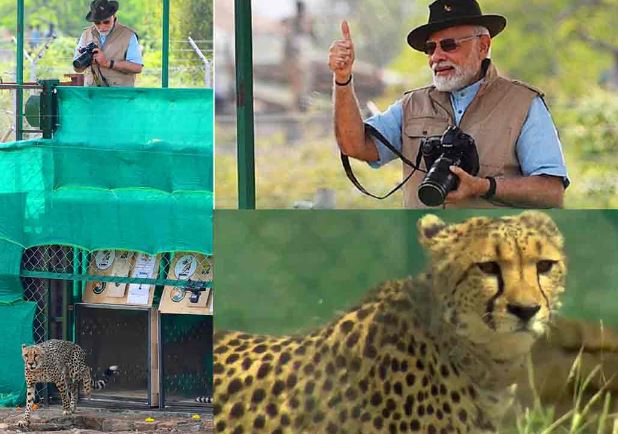 Cheetahs come back to India
