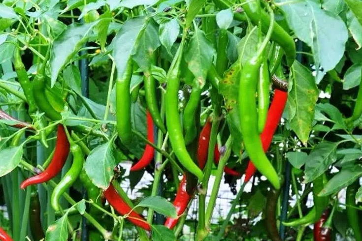 information about chilli