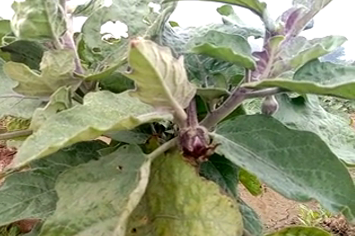 vegetable farming in bhiwani