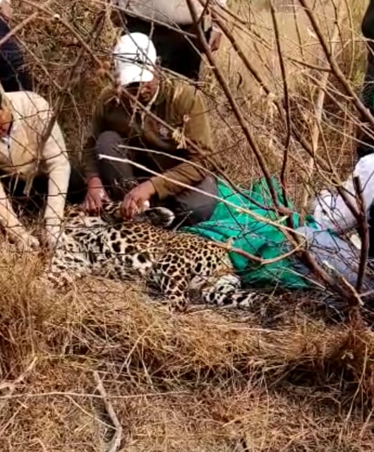 panna leopard trapped