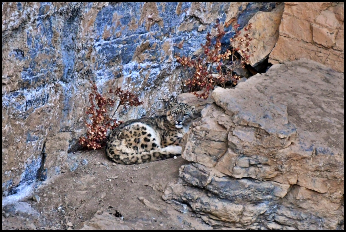 Snow Leopard in Lahaul Spiti
