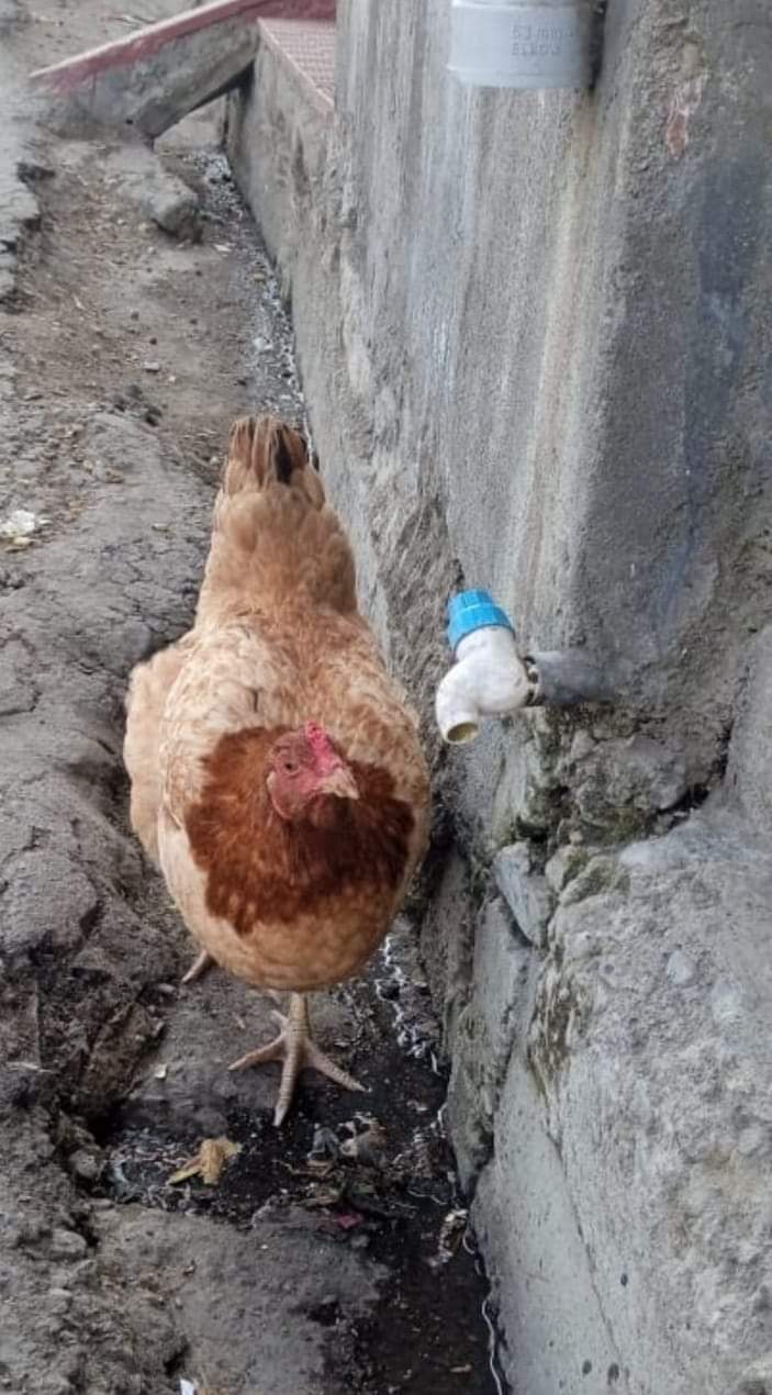 hen laid 31 eggs in 12 hours