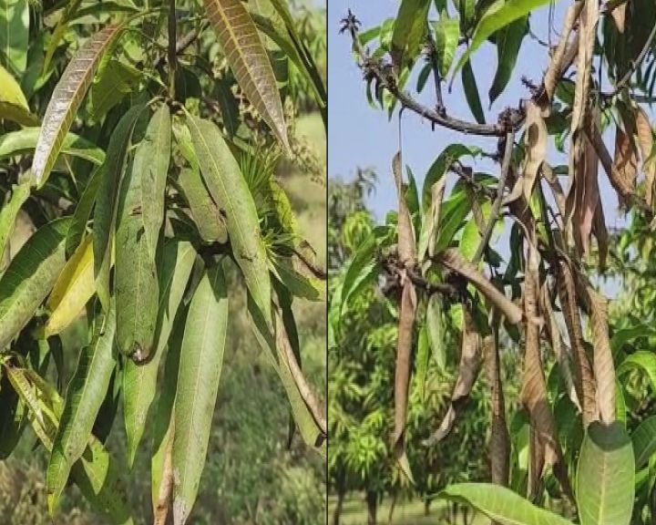 Madhayo disease mango crop in Surat