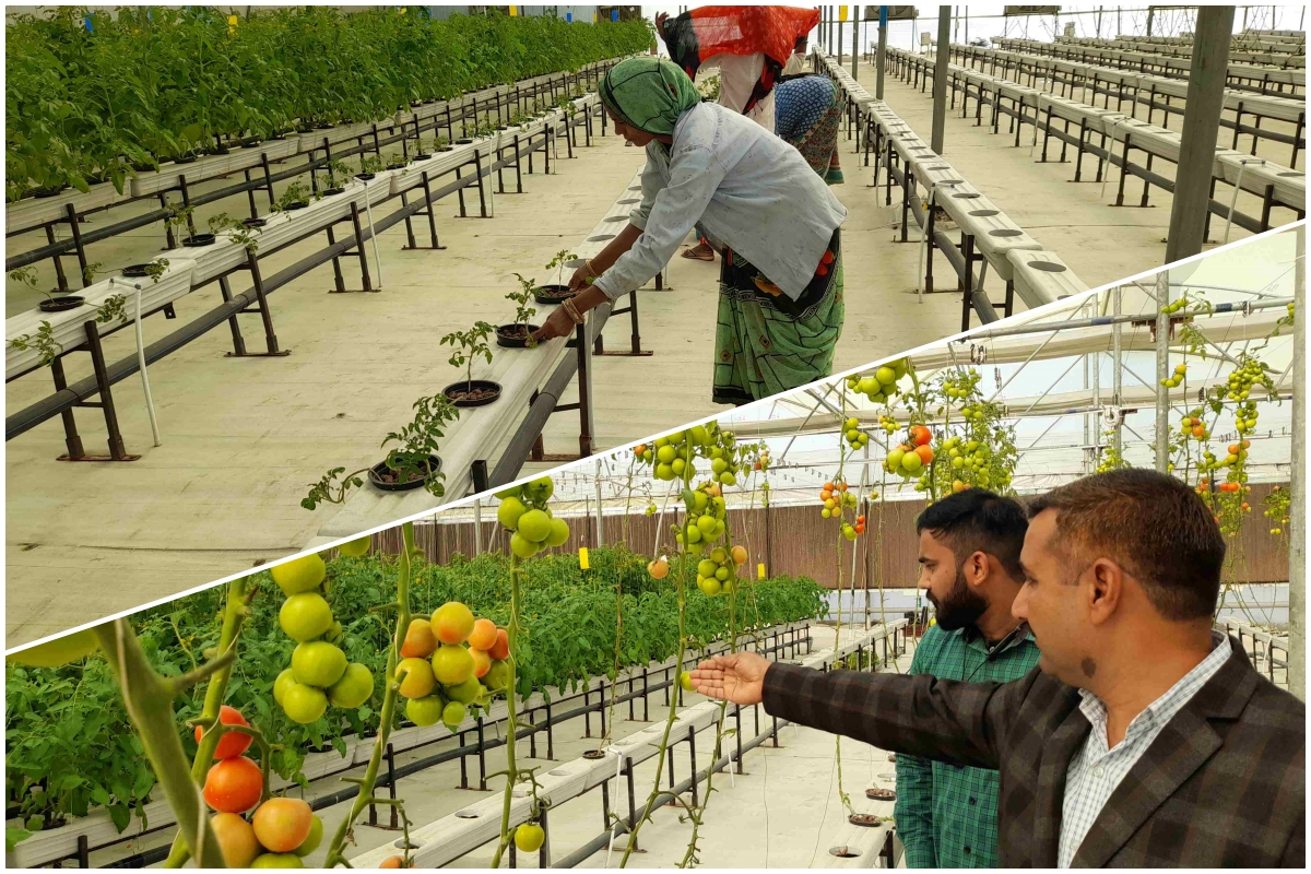 Hydroponic Farming in Kota