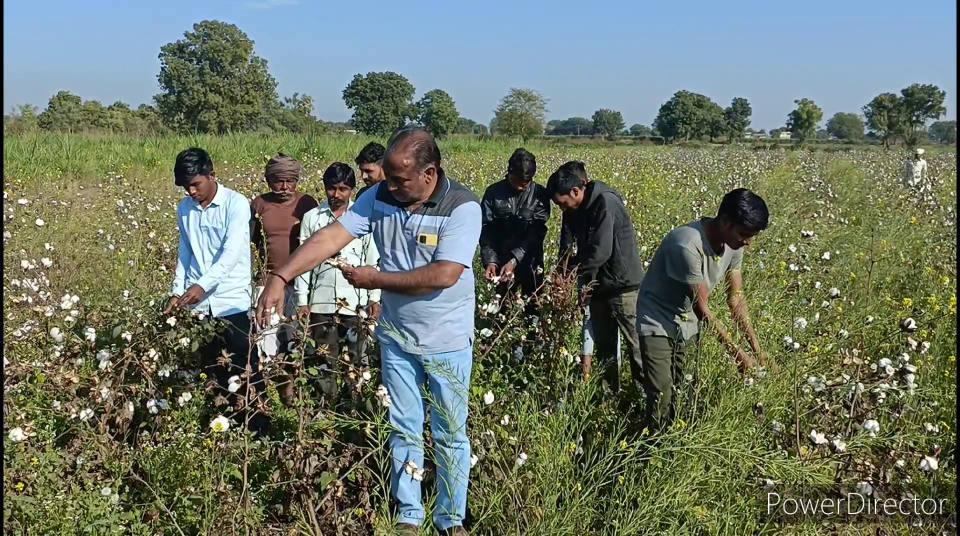 કપાસ પકાવનારા ખેડૂતો માટે ભાવની પળોજણ યથાવત