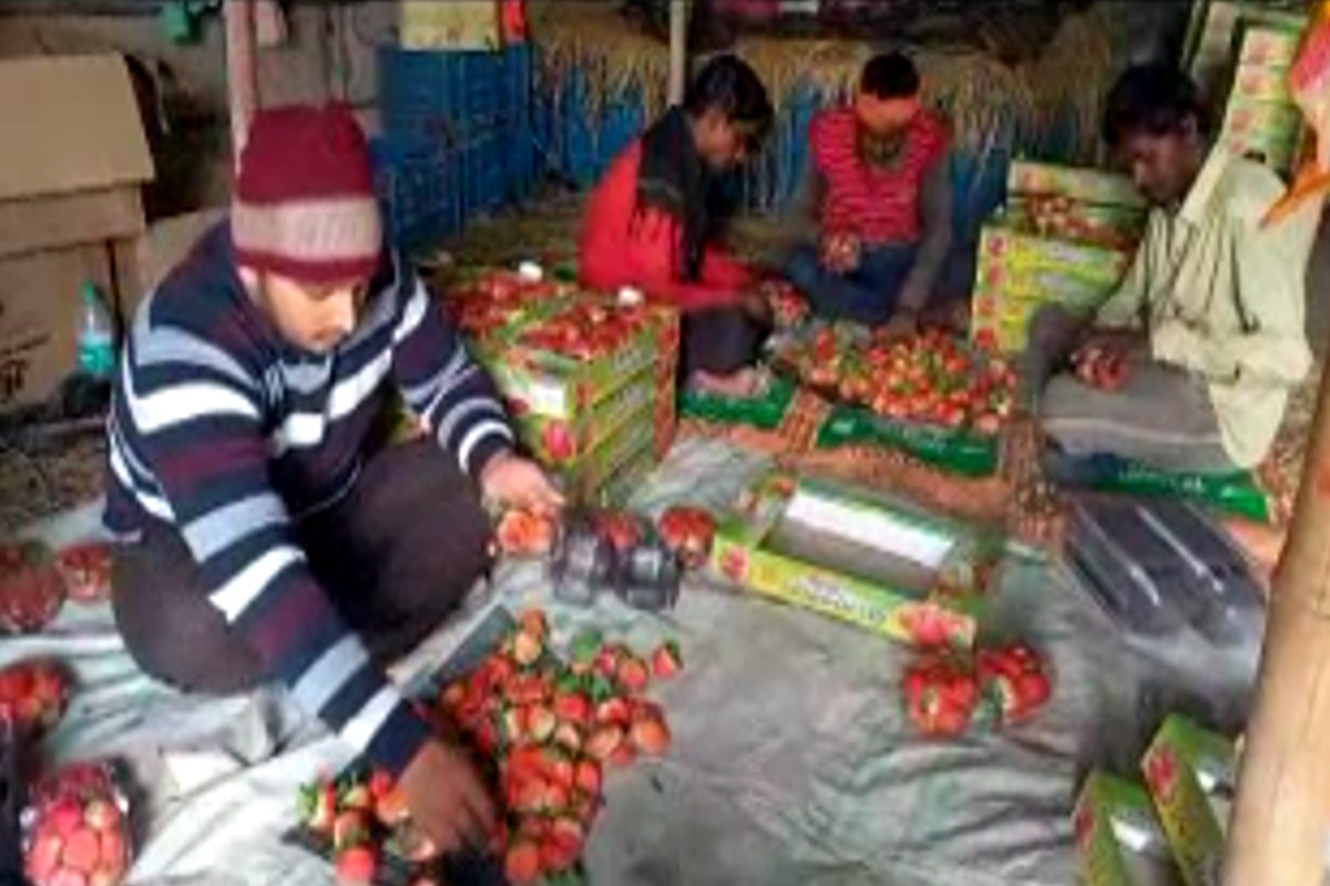 Strawberry farming in sonipat farming new technology in Haryana sonipat farmer ankit