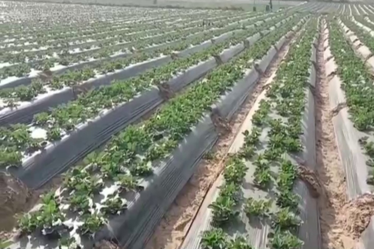 strawberry cultivation in haryana
