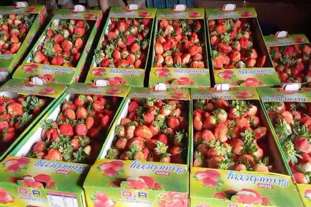 strawberry cultivation in haryana