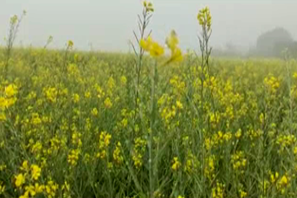 Winter increased in Sirsa weather in Sirsa Haryana weather news