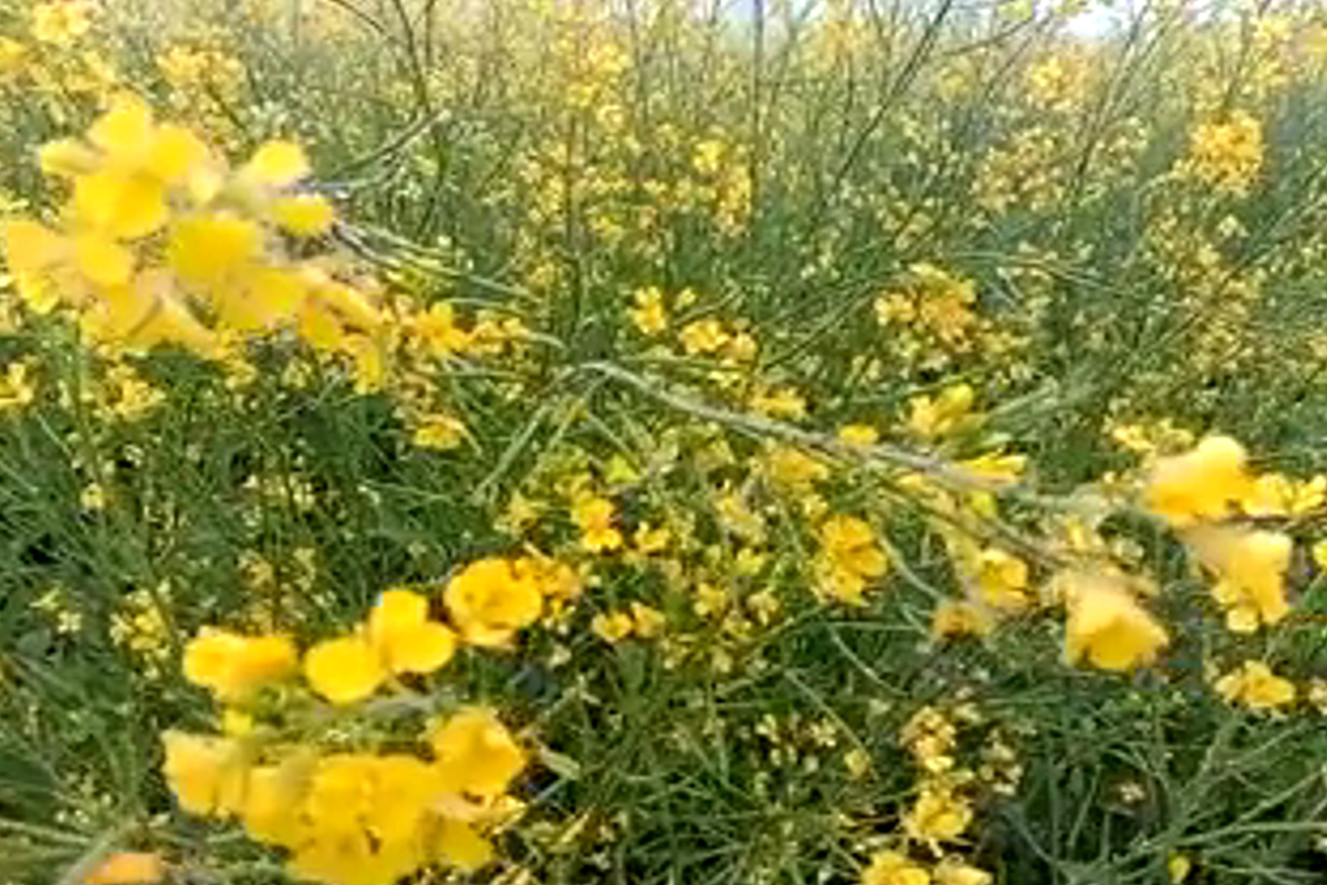 agriculture expert advice save mustard crop from disease