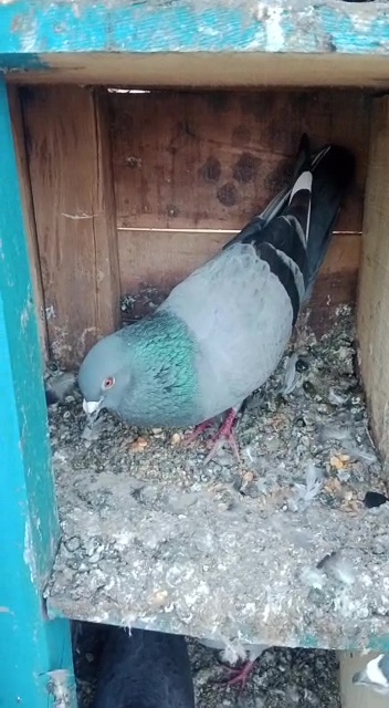 Pigeon Ayyappa Swamy darshan