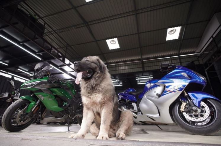 Caucasian Shepherd dog worth 20 crores