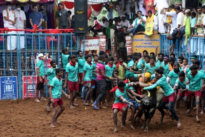 Jallikattu