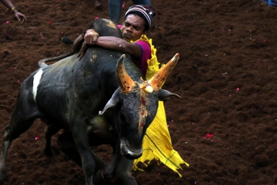 Jallikattu