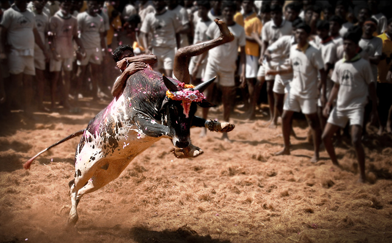 Jallikattu