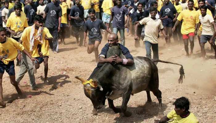 Jallikattu