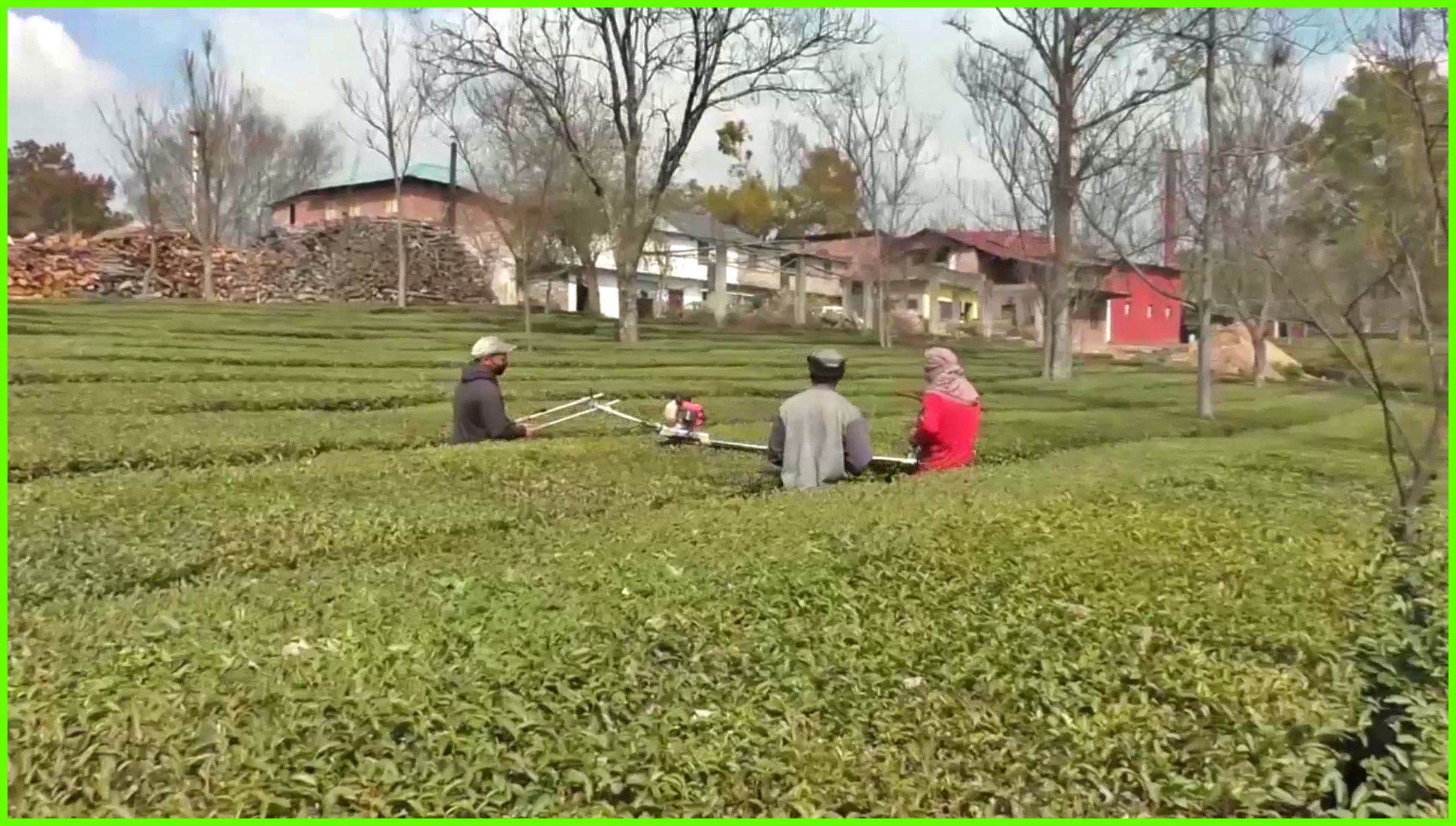 Kangra tea production increased