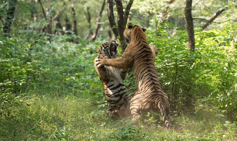 Ranthambore Tiger reserve