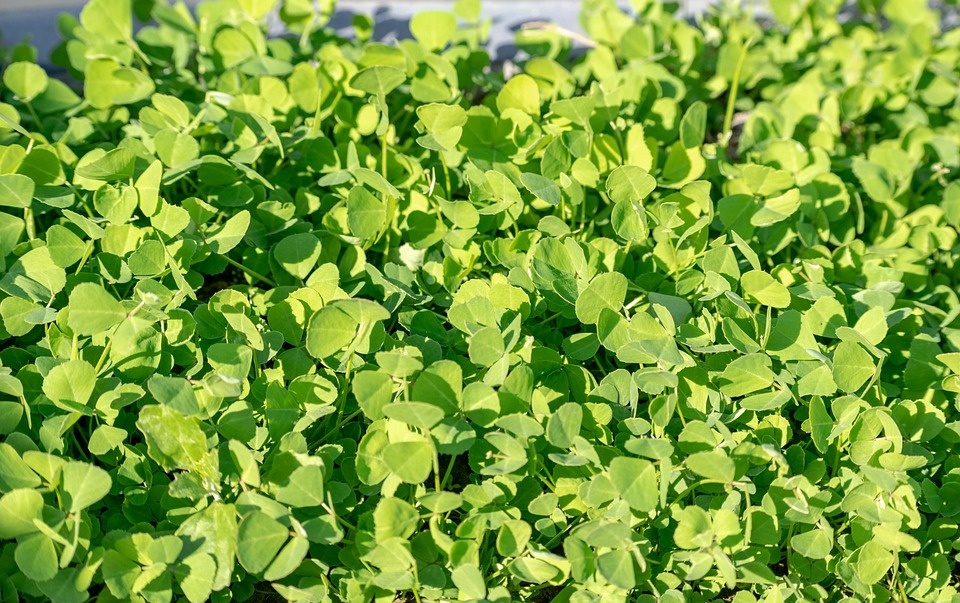 Fenugreek