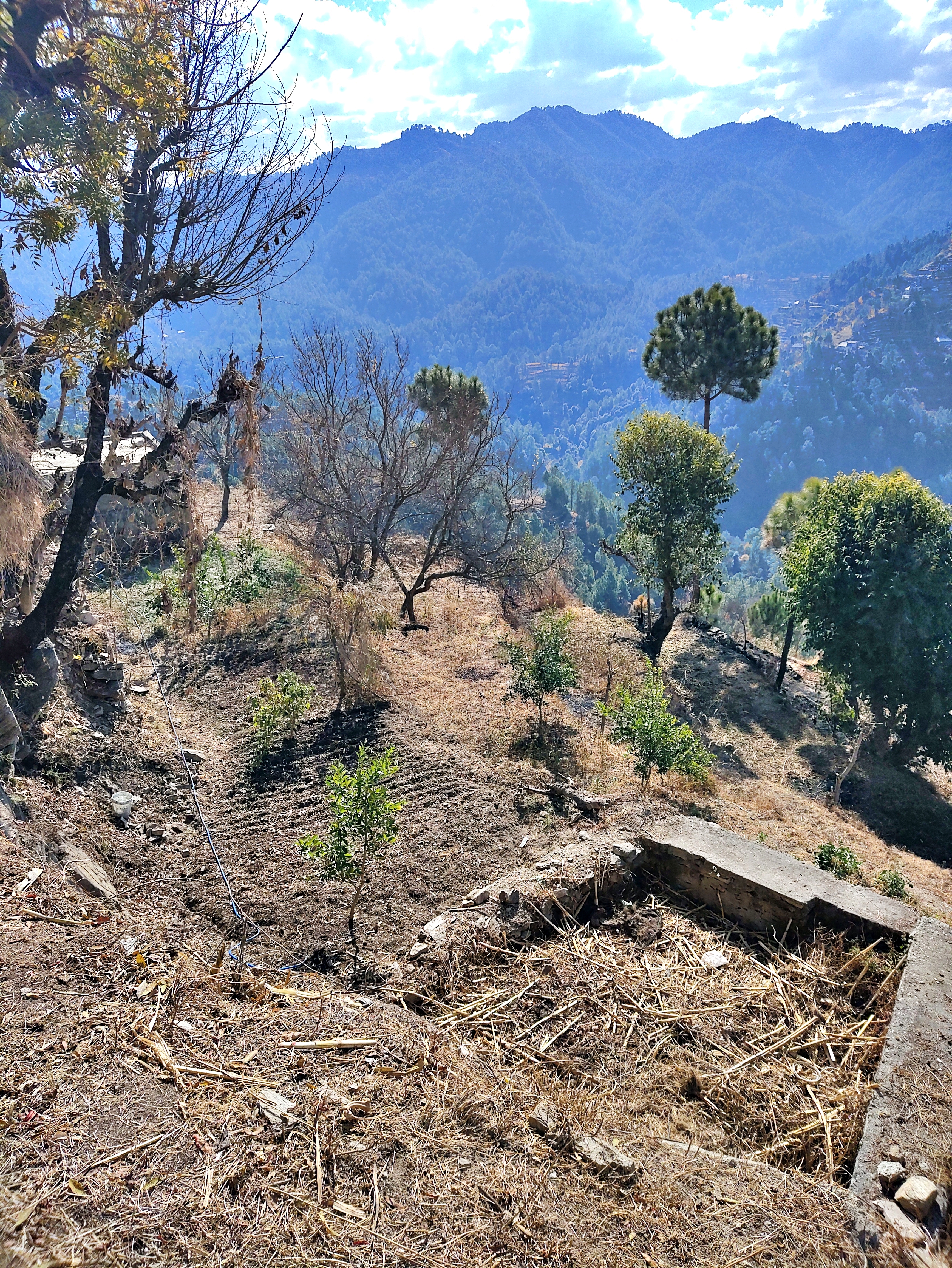 Farmers facing problem due to no rain in karsog