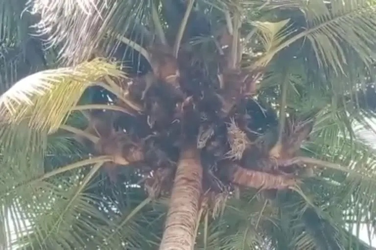 single coconut tree without soil support