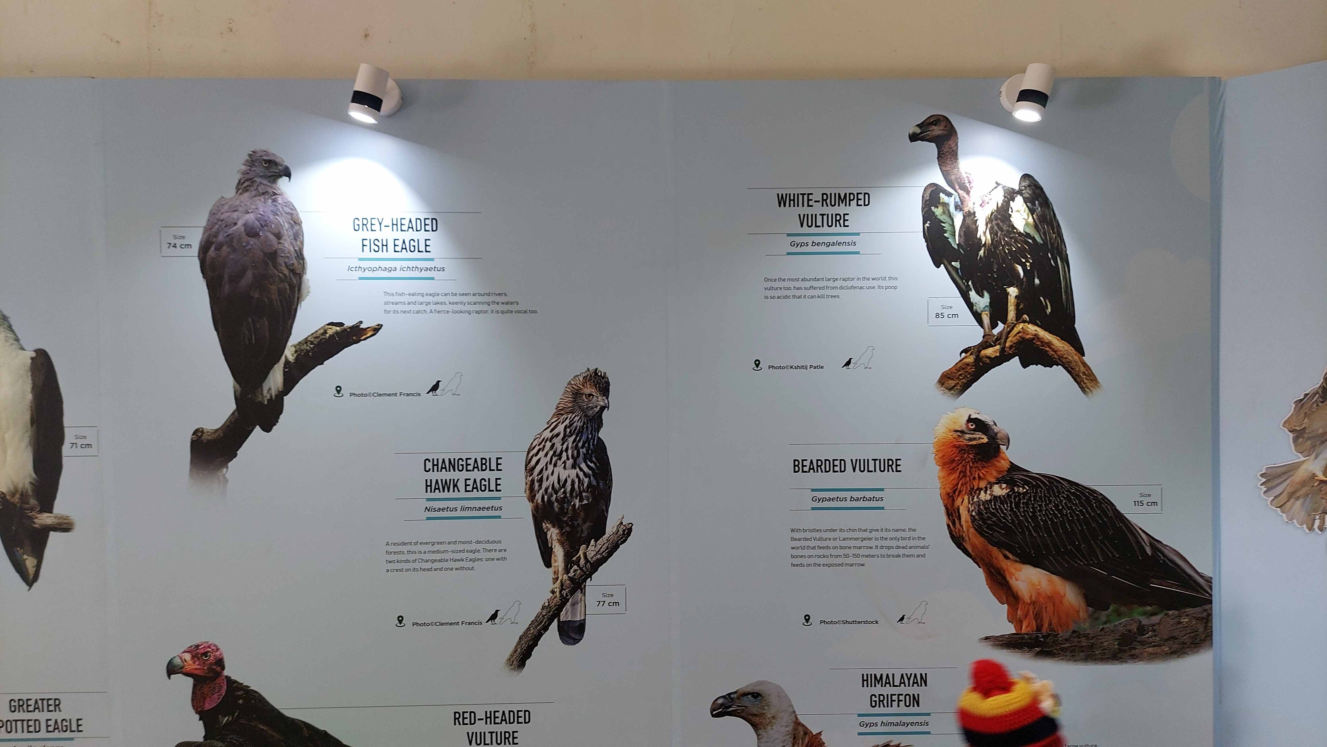शिकारी पक्षियों की चित्र प्रदर्शनी