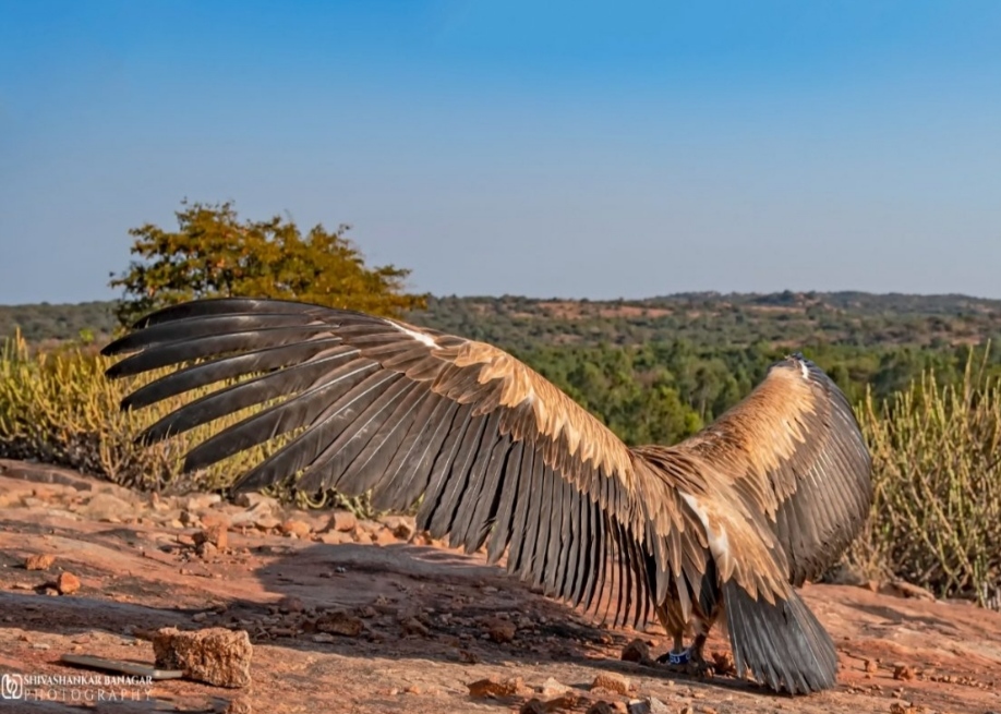 Captive European griffon vulture has returned to its nest