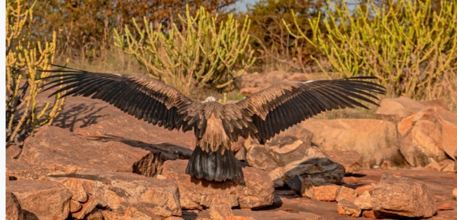 Captive European griffon vulture has returned to its nest