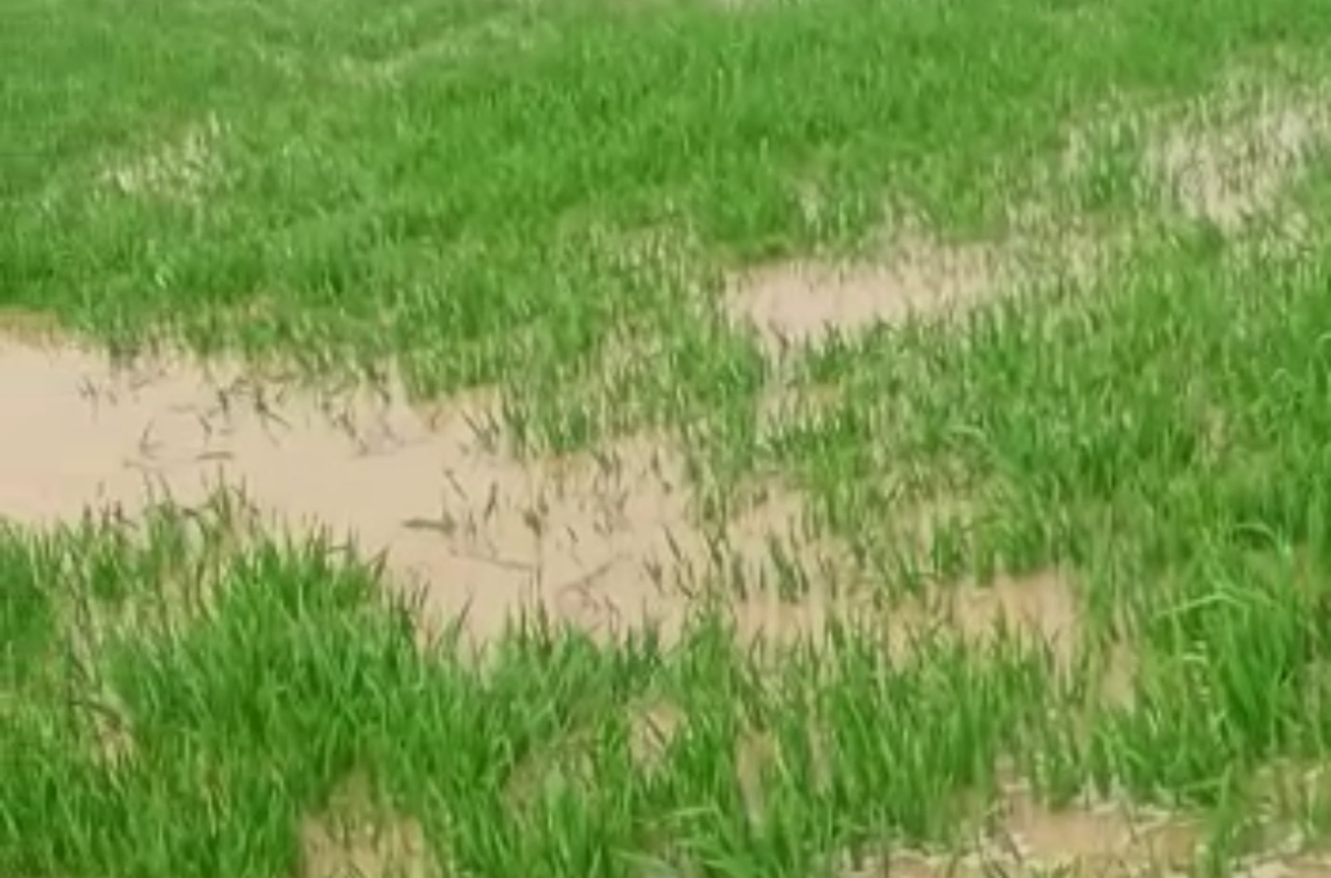 Submerged crops in Rohtak