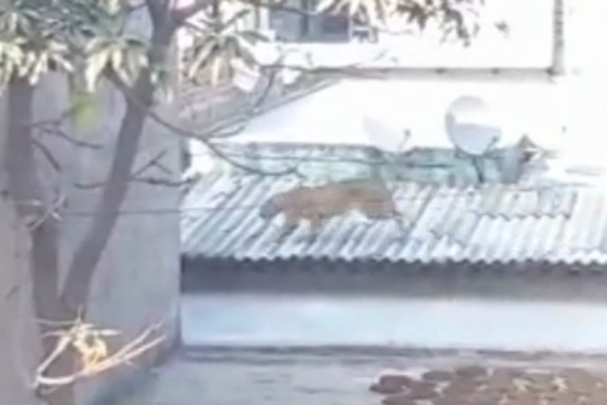 Leopard spread panic in Faridabad