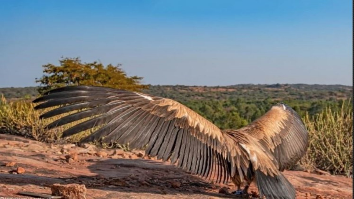 Injured vulture released after recovery