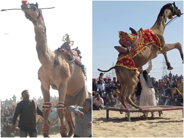 International Camel Festival