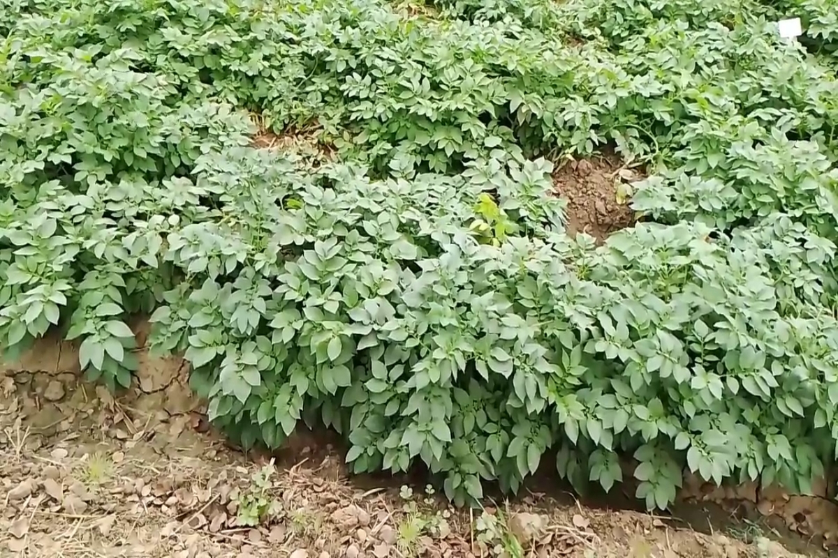 Promotion of modern farming in Haryana