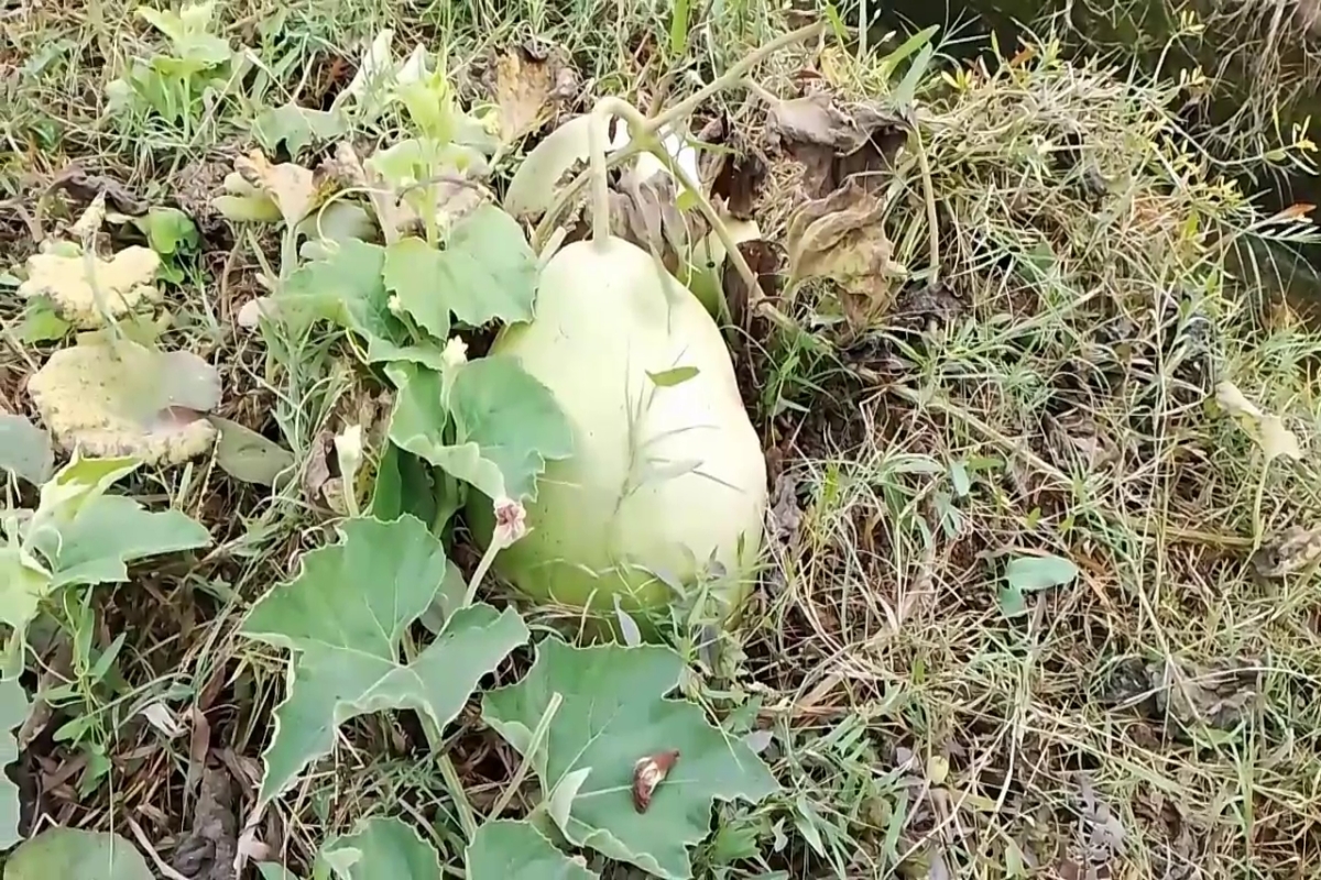 Promotion of modern farming in Haryana