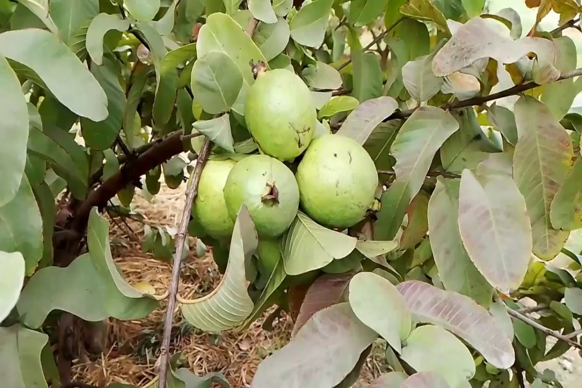 Promotion of modern farming in Haryana