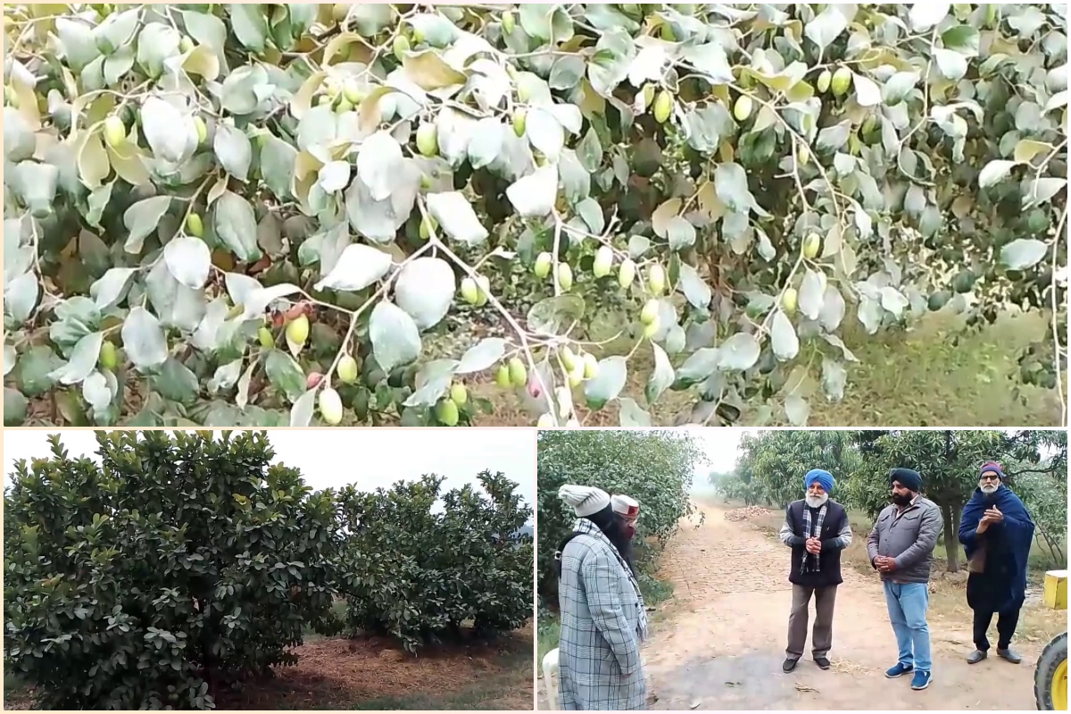 Promotion of modern farming in Haryana