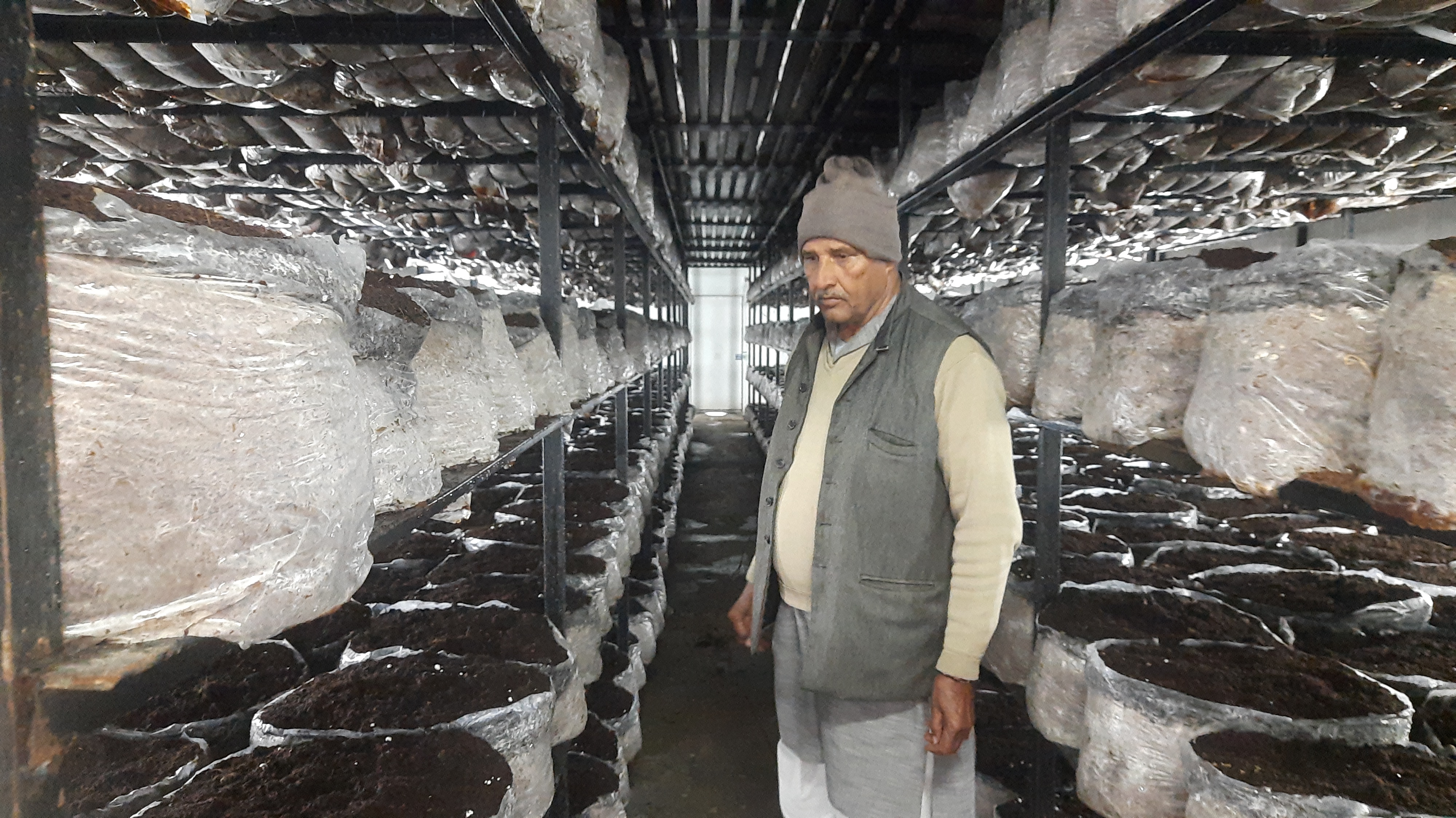 Button Mushroom Farming