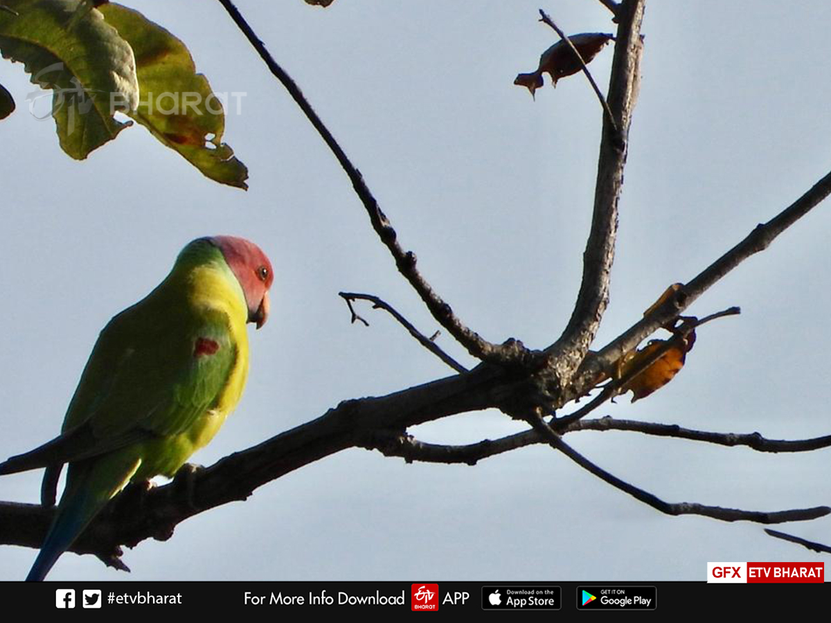 migratory Bird nauradehi survey