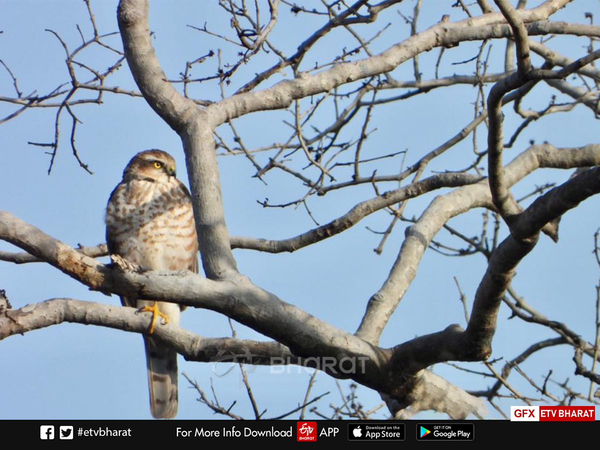 migratory Bird nauradehi survey