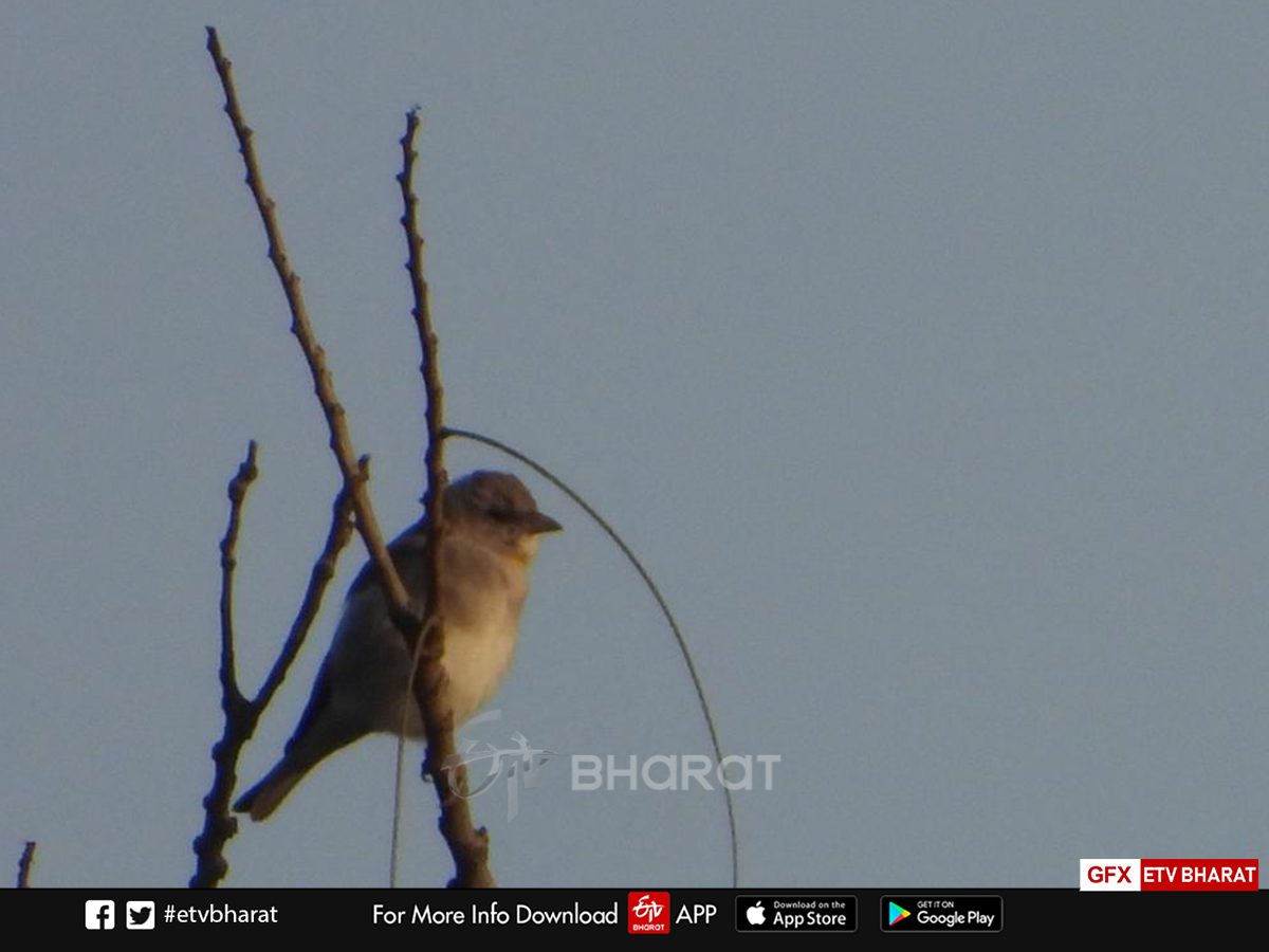 migratory Bird nauradehi survey