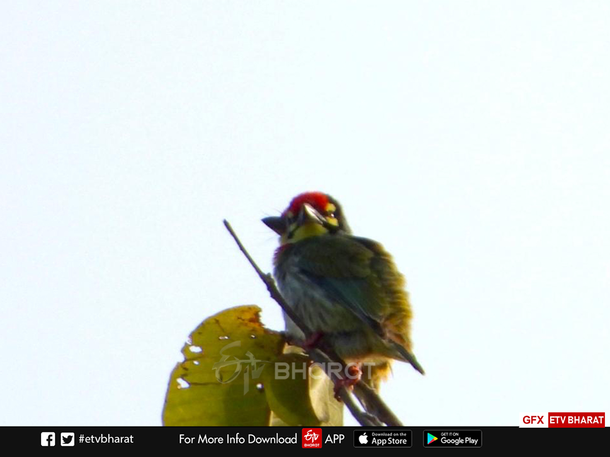 migratory Bird nauradehi survey