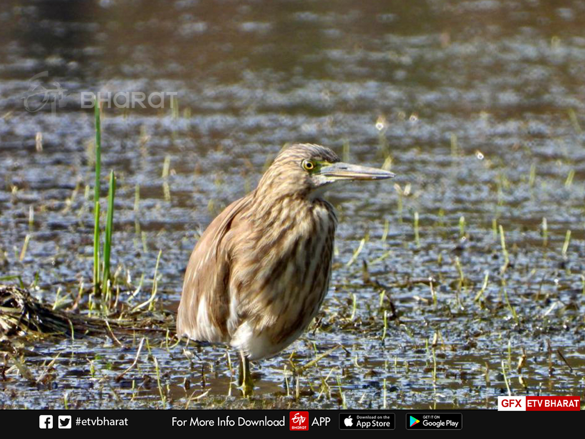 migratory Bird nauradehi survey