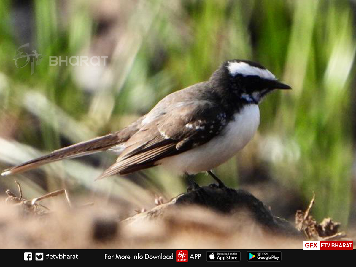 migratory Bird nauradehi survey