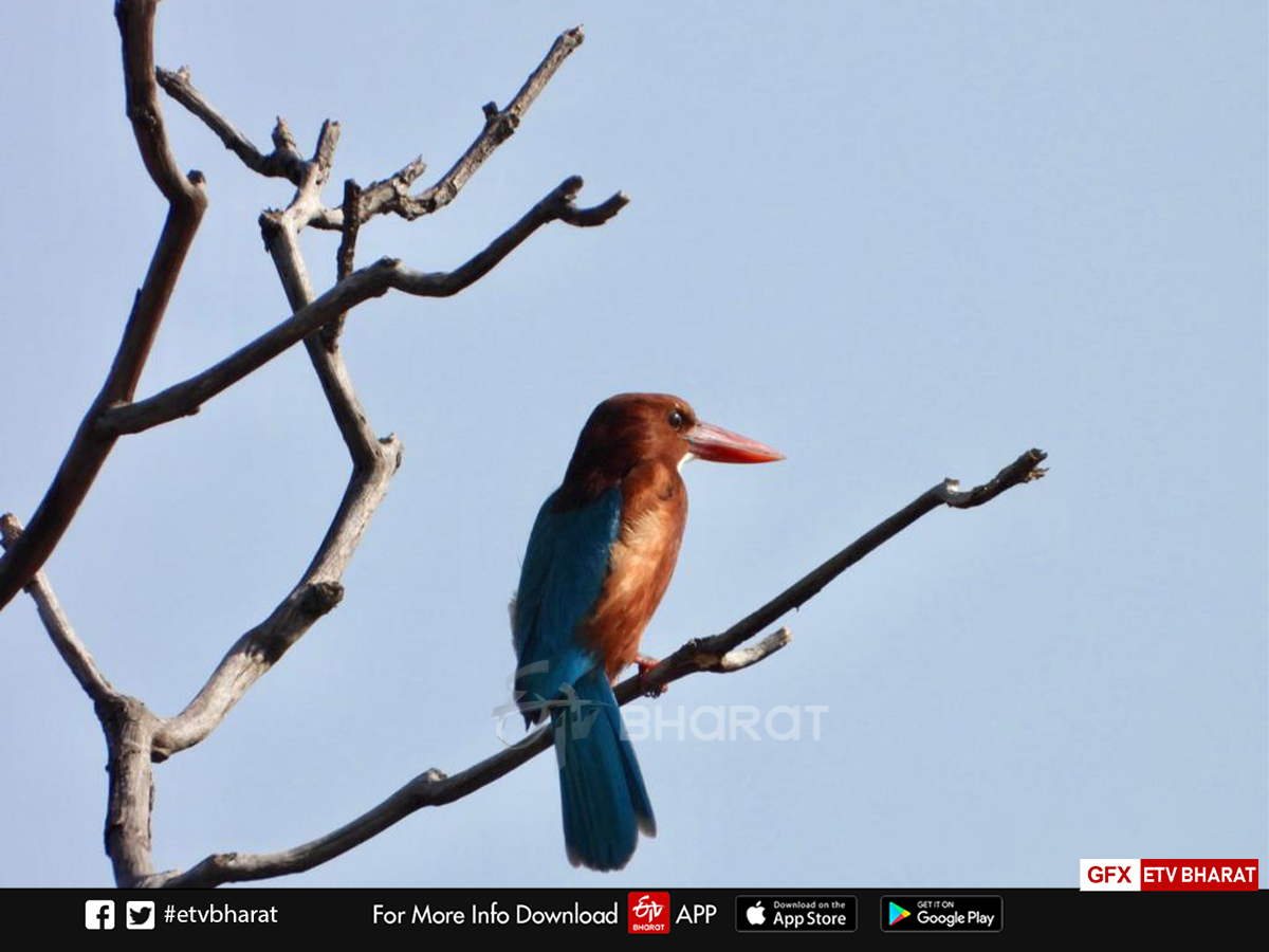 migratory Bird nauradehi survey