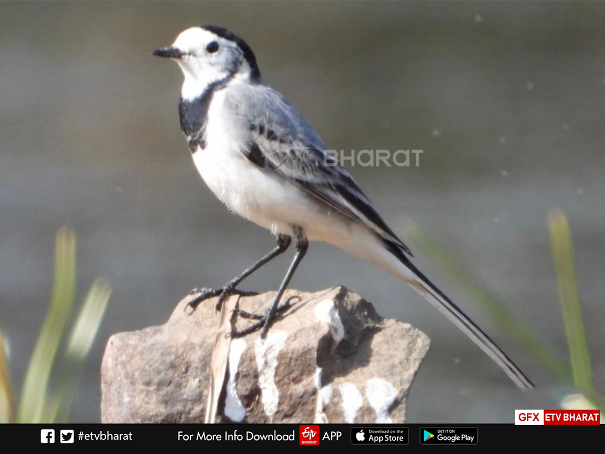 migratory Bird nauradehi survey